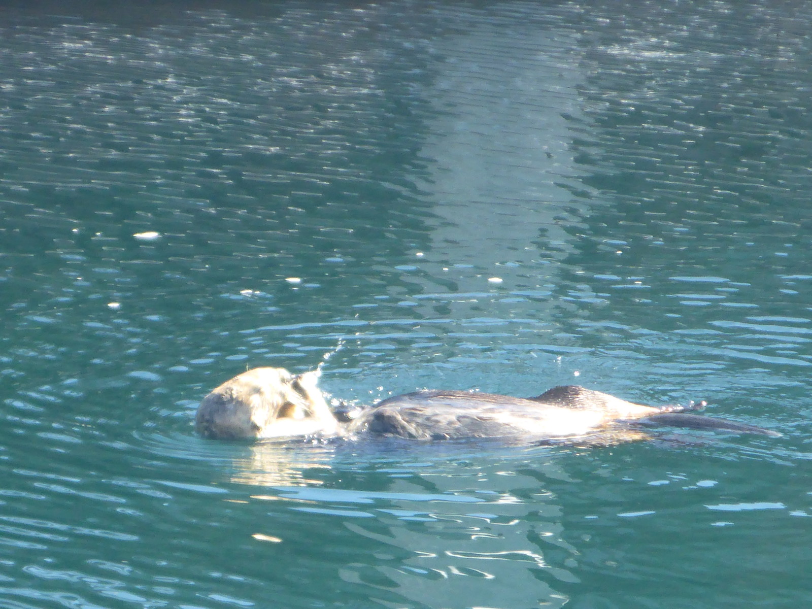 Sea Otter